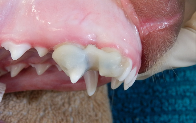 dog dental care - acrylic incline plates